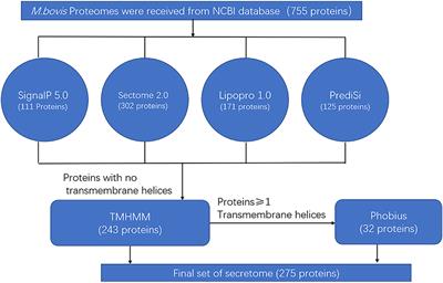 Comparative Secretome Analyses of Mycoplasma bovis Virulent and Attenuated Strains Revealed MbovP0145 as a Promising Diagnostic Biomarker